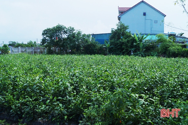 Thu nhập khá từ những vườn chè Cẩm Bào
