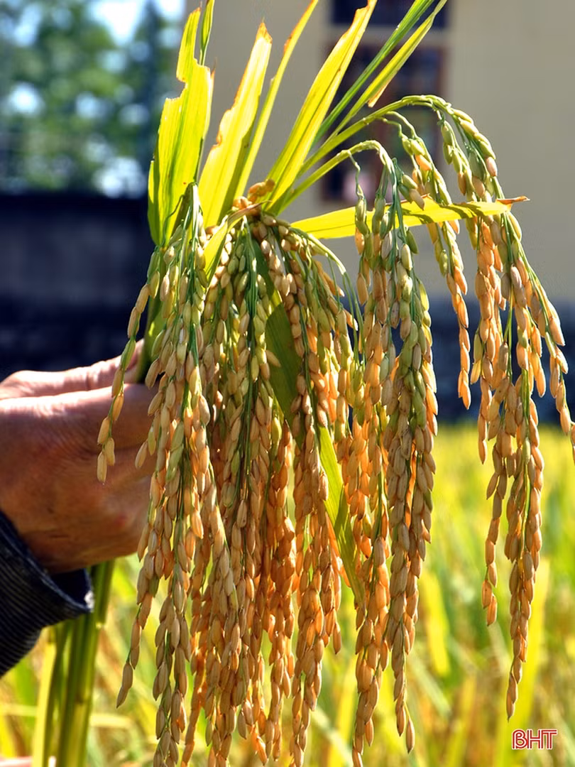 Niềm vui mùa gặt