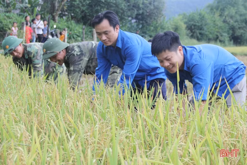 Bản Rào Tre được mùa lúa mới