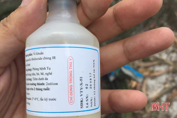 Xử lý sốc phản vệ sau tiêm phòng cho gia súc