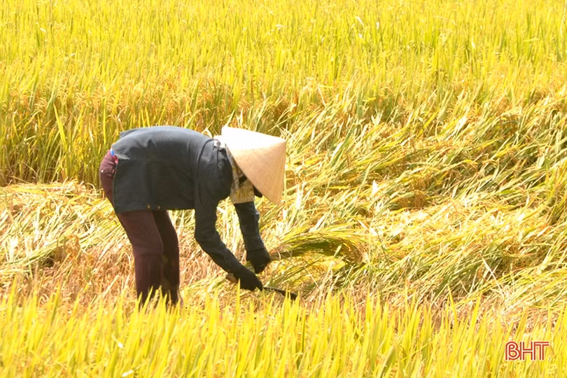 Niềm vui mùa gặt