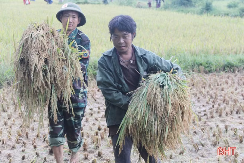 Bản Rào Tre được mùa lúa mới