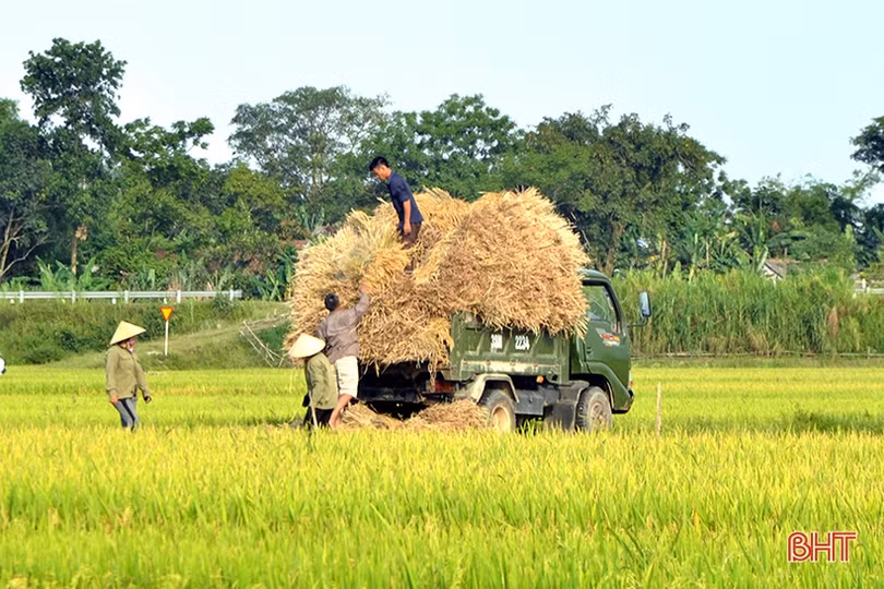 Niềm vui mùa gặt