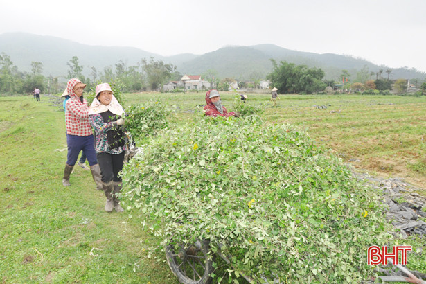 Liên kết sản xuất nông nghiệp ở Hà Tĩnh (bài 2): Cơ quan quản lý chưa "tròn vai"! ảnh 3 Liên kết sản xuất nông nghiệp ở Hà Tĩnh (bài 2): Cơ quan quản lý chưa tròn vai!