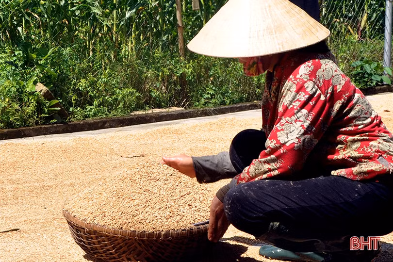 Niềm vui mùa gặt