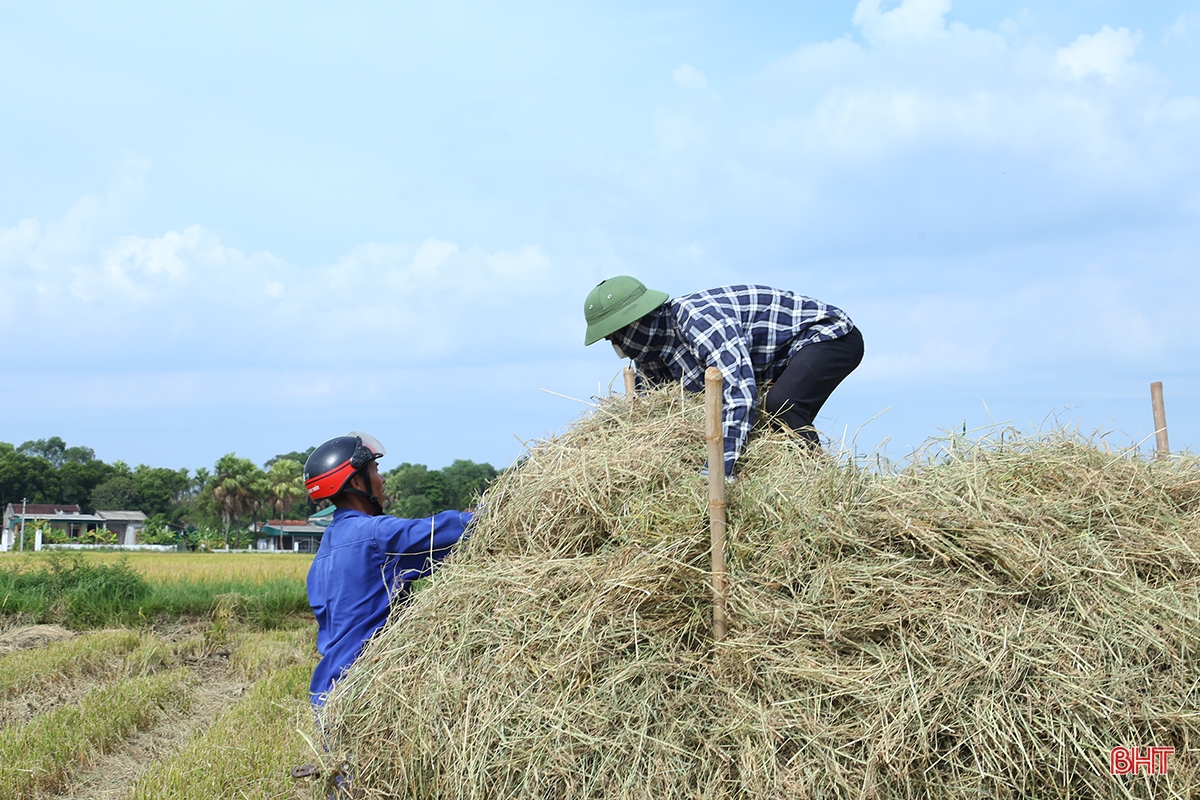 Đồng ruộng Hà Tĩnh rộn ràng thu hoạch sớm vụ lúa hè thu