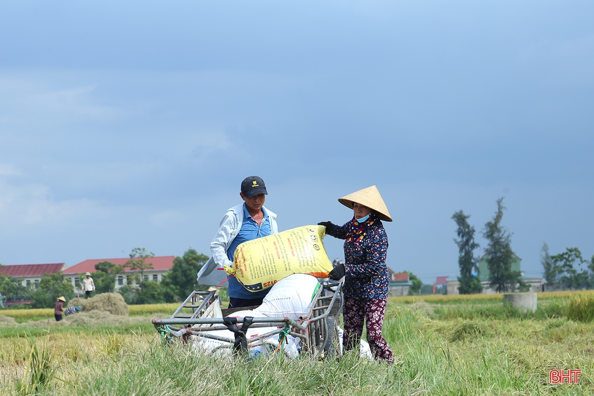 Đồng ruộng Hà Tĩnh rộn ràng thu hoạch sớm vụ lúa hè thu