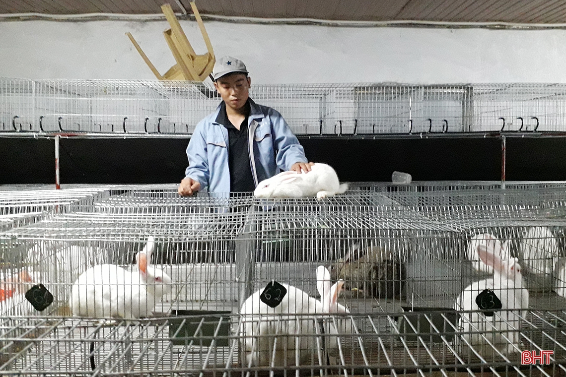 Nông dân huyện miền núi Hà Tĩnh đầu tư lớn, “hồi sinh” nghề nuôi thỏ