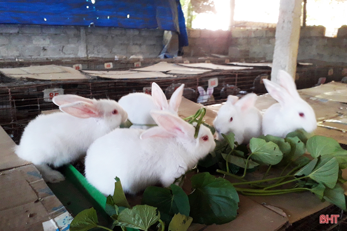 Nông dân huyện miền núi Hà Tĩnh đầu tư lớn, “hồi sinh” nghề nuôi thỏ