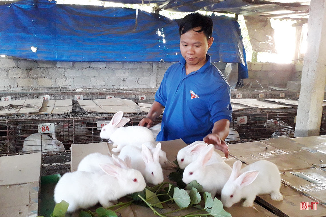 Nông dân huyện miền núi Hà Tĩnh đầu tư lớn, “hồi sinh” nghề nuôi thỏ