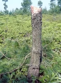 Những gốc cây thông vừa bị đốn hạ
