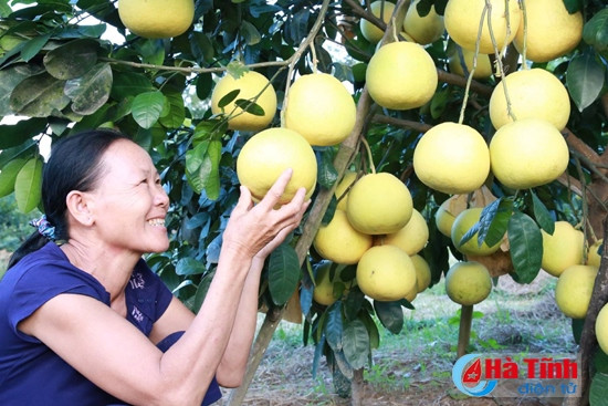 Hương Khê - Những mùa quả ngọt ảnh 1 Hương Khê - Những mùa quả ngọt ảnh 1