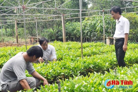 Hương Khê - Những mùa quả ngọt ảnh 2 Hương Khê - Những mùa quả ngọt ảnh 2