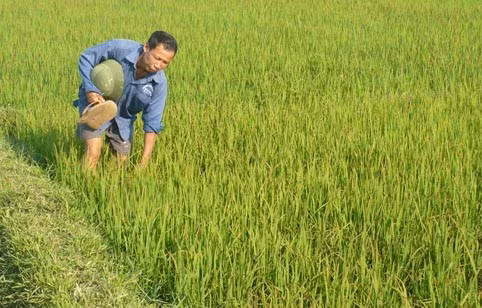 Nông dân Cẩm xuyên đang rất lo lắng khi những trà lúa ngả vàng và khô