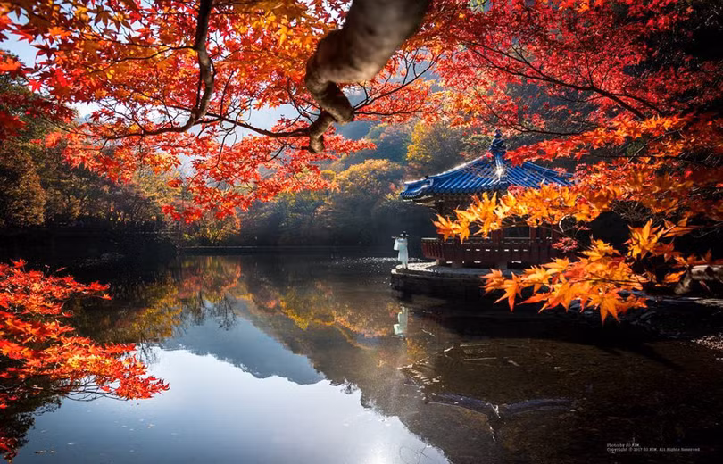 Ngắm mùa lá đỏ Hàn Quốc tuyệt đẹp dịp thu về