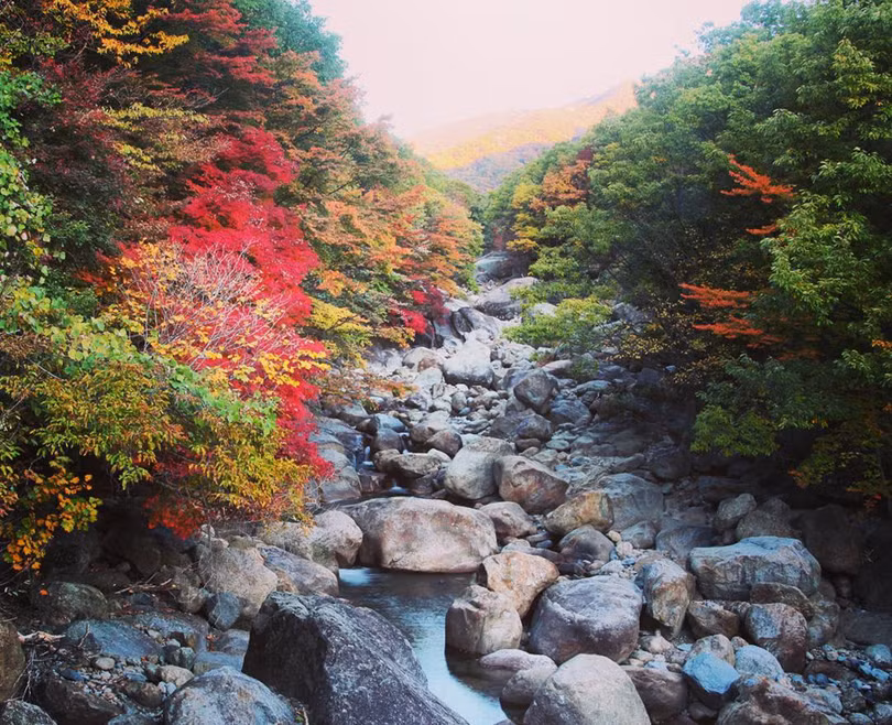 Ngắm mùa lá đỏ Hàn Quốc tuyệt đẹp dịp thu về