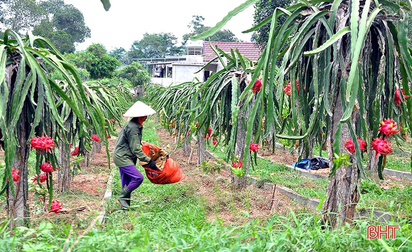 Ngắm trại thanh long ruột đỏ “made in Hà Tĩnh” thu nửa tỷ đồng/năm