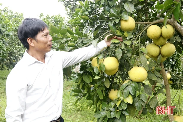 Vườn bưởi Phúc Trạch trên đất Thượng Lộc