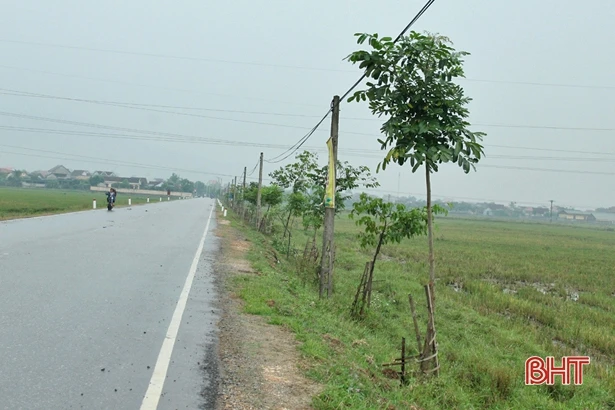 Trồng cây xanh “được chăng hay chớ”: Chết nhiều hơn sống!