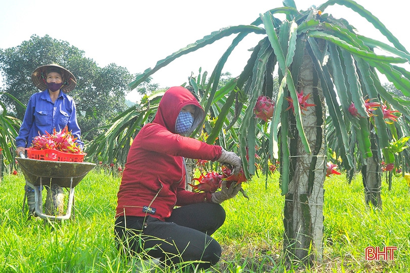 Ngắm trại thanh long ruột đỏ “made in Hà Tĩnh” thu nửa tỷ đồng/năm