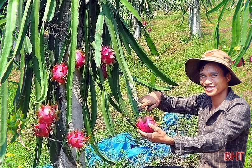 Ngắm trại thanh long ruột đỏ “made in Hà Tĩnh” thu nửa tỷ đồng/năm