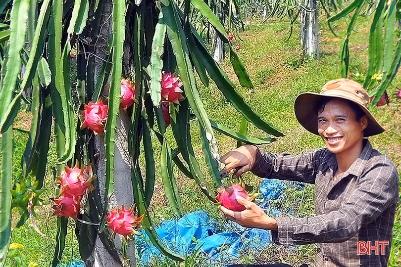 Ngắm trại thanh long ruột đỏ “made in Hà Tĩnh” thu nửa tỷ đồng/năm