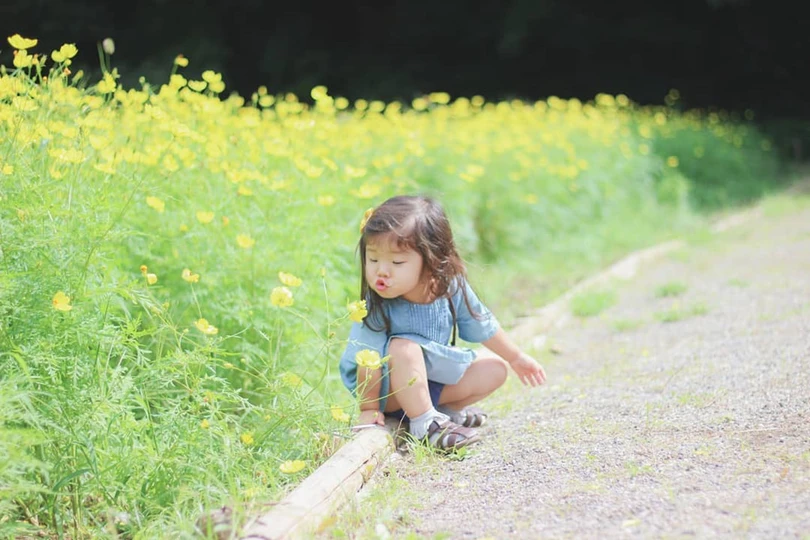 Ngẩn ngơ trước cánh đồng cosmos nở rực ở Nhật Bản