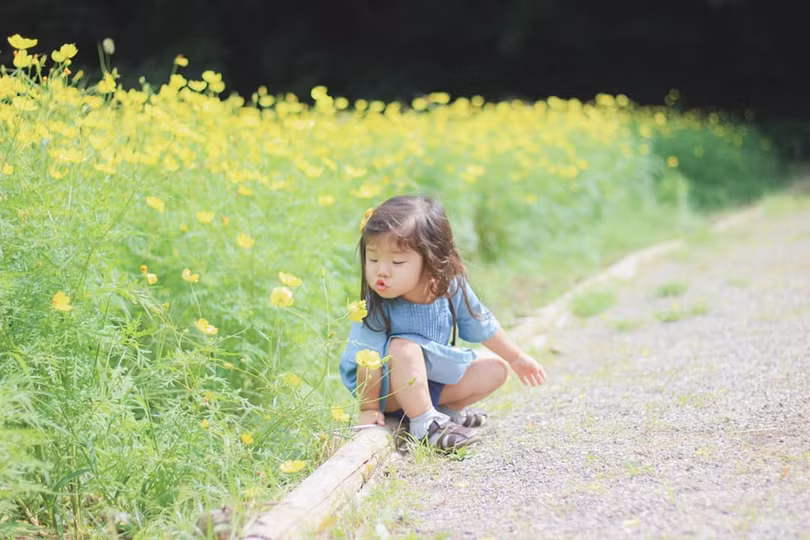 Ngẩn ngơ trước cánh đồng cosmos nở rực ở Nhật Bản