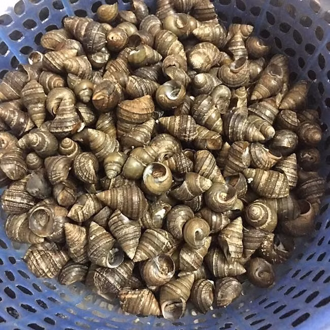 Chả ốc cuốn lá lốt thơm nức mũi, ngửi mùi từ xa đã phát thèm