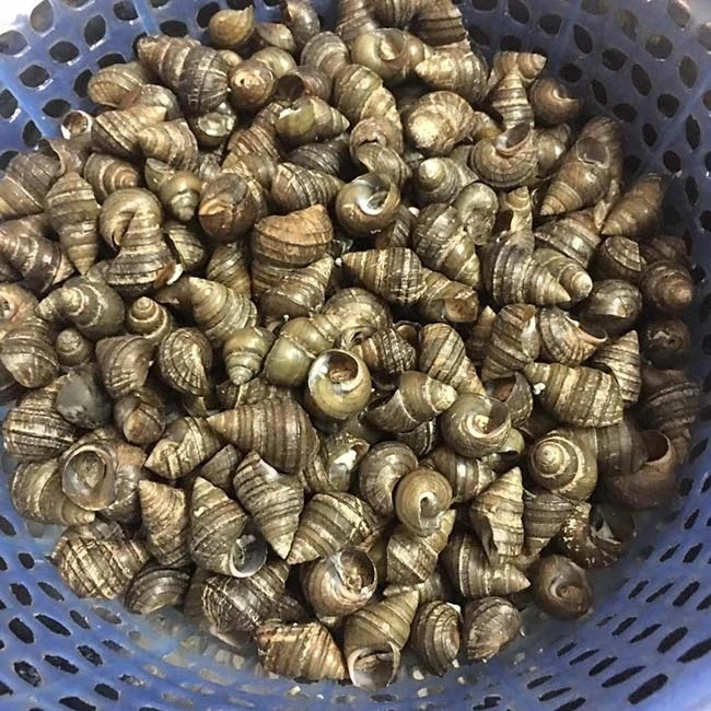 Chả ốc cuốn lá lốt thơm nức mũi, ngửi mùi từ xa đã phát thèm