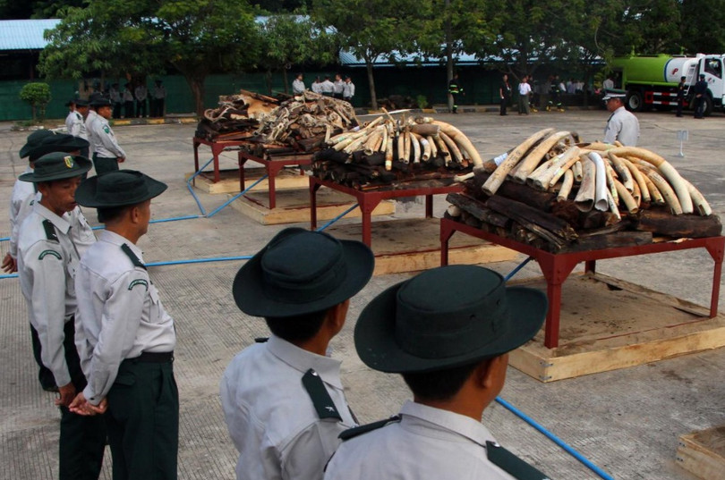 Myanmar tiêu hủy hơn 1,4 tấn sản phẩm từ động vật hoang dã trị giá 1,3 triệu USD