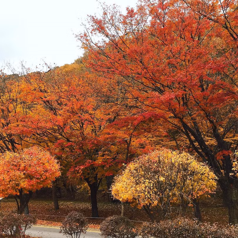 Ngắm mùa lá đỏ Hàn Quốc tuyệt đẹp dịp thu về