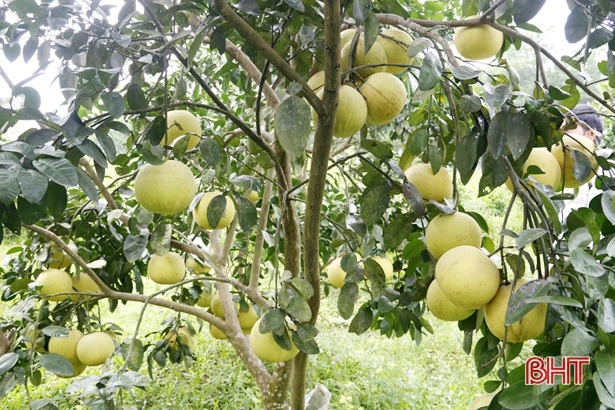 Vườn bưởi Phúc Trạch trên đất Thượng Lộc