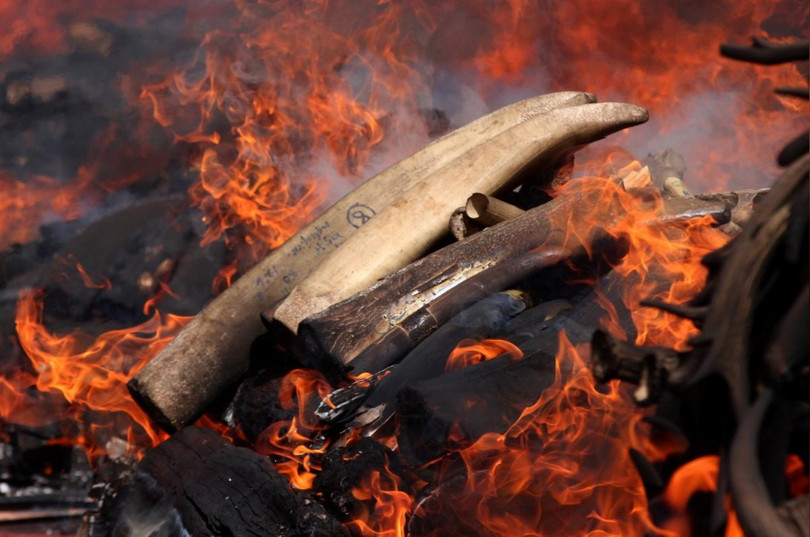 Myanmar tiêu hủy hơn 1,4 tấn sản phẩm từ động vật hoang dã trị giá 1,3 triệu USD