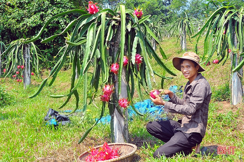 Ngắm trại thanh long ruột đỏ “made in Hà Tĩnh” thu nửa tỷ đồng/năm