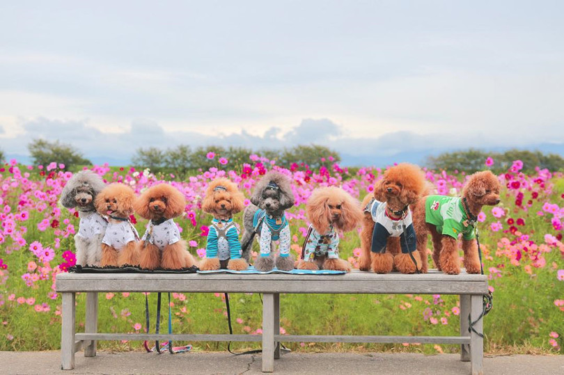 Ngẩn ngơ trước cánh đồng cosmos nở rực ở Nhật Bản