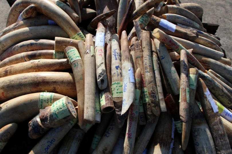 Myanmar tiêu hủy hơn 1,4 tấn sản phẩm từ động vật hoang dã trị giá 1,3 triệu USD