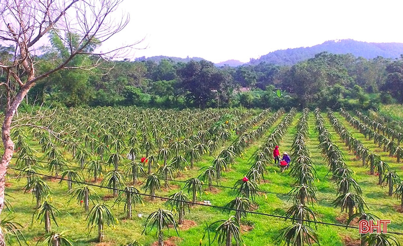 Ngắm trại thanh long ruột đỏ “made in Hà Tĩnh” thu nửa tỷ đồng/năm