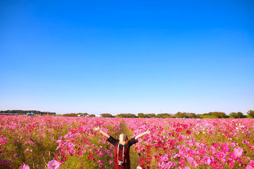 Ngẩn ngơ trước cánh đồng cosmos nở rực ở Nhật Bản