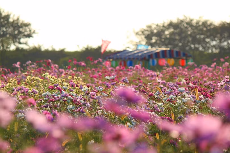 Ngẩn ngơ trước cánh đồng cosmos nở rực ở Nhật Bản