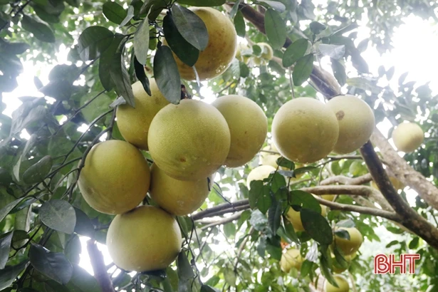 Vườn bưởi Phúc Trạch trên đất Thượng Lộc