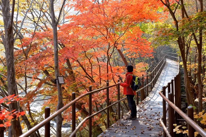 Ngắm mùa lá đỏ Hàn Quốc tuyệt đẹp dịp thu về