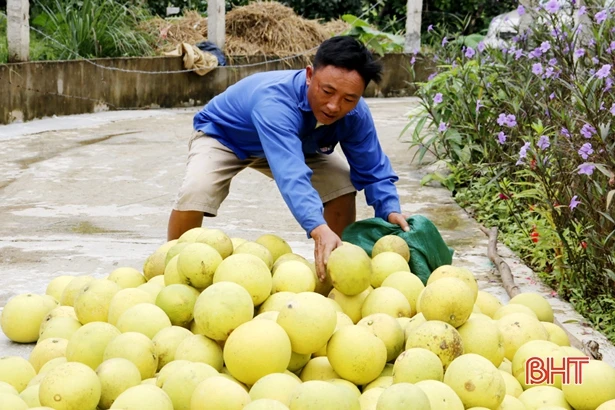 Vườn bưởi Phúc Trạch trên đất Thượng Lộc