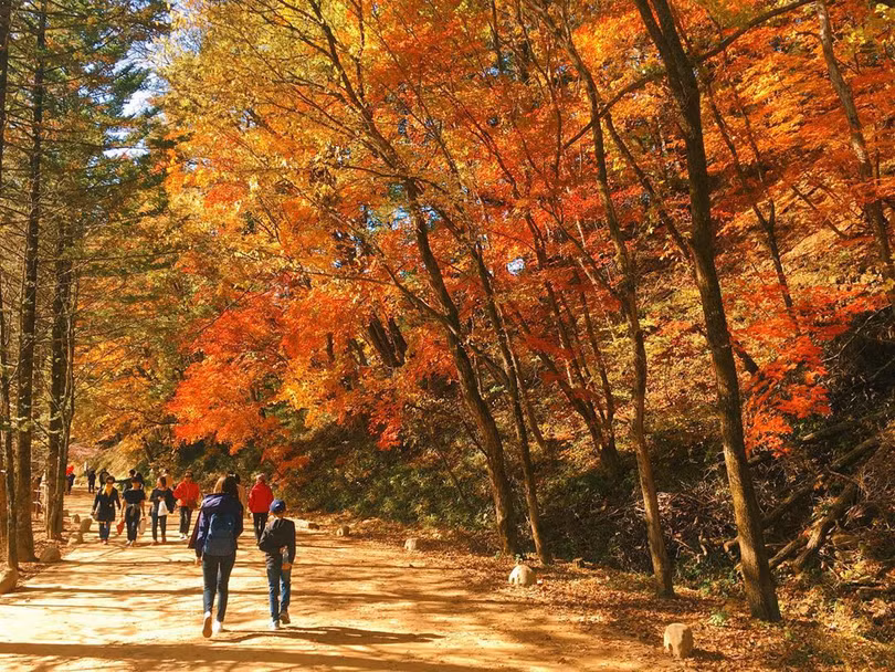 Ngắm mùa lá đỏ Hàn Quốc tuyệt đẹp dịp thu về