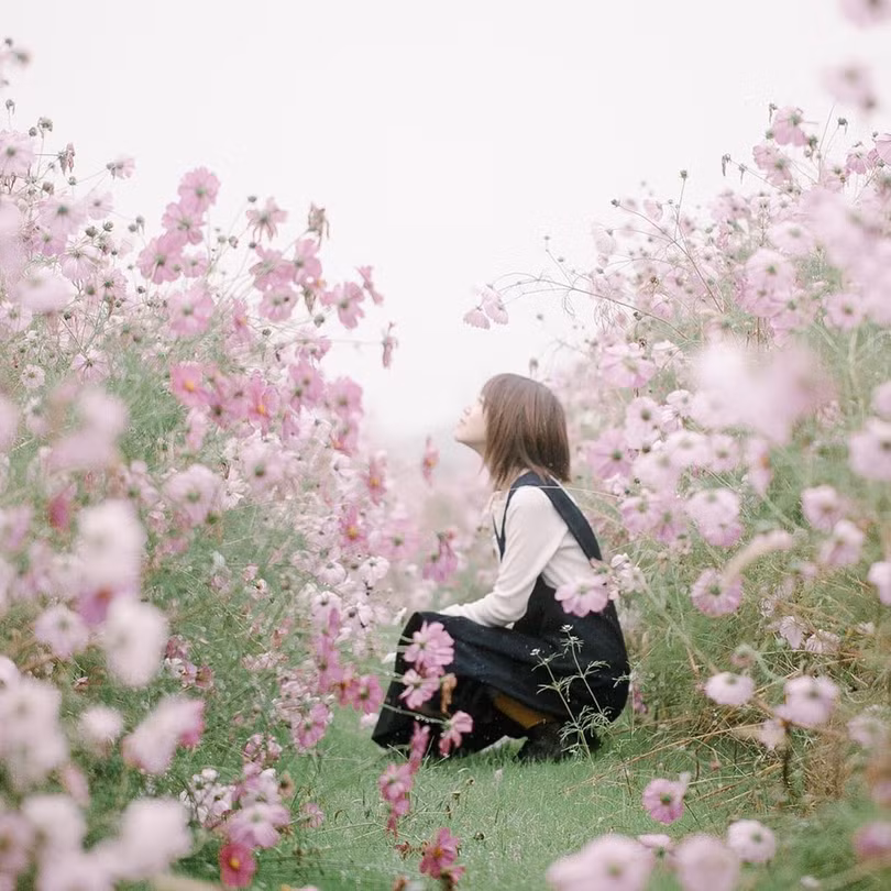 Ngẩn ngơ trước cánh đồng cosmos nở rực ở Nhật Bản