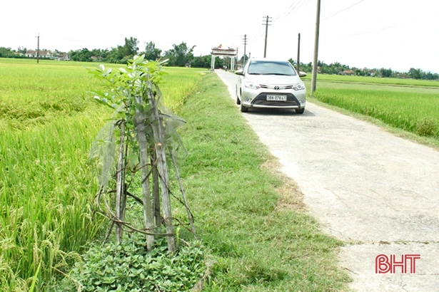 Trồng cây xanh “được chăng hay chớ”: Chết nhiều hơn sống!