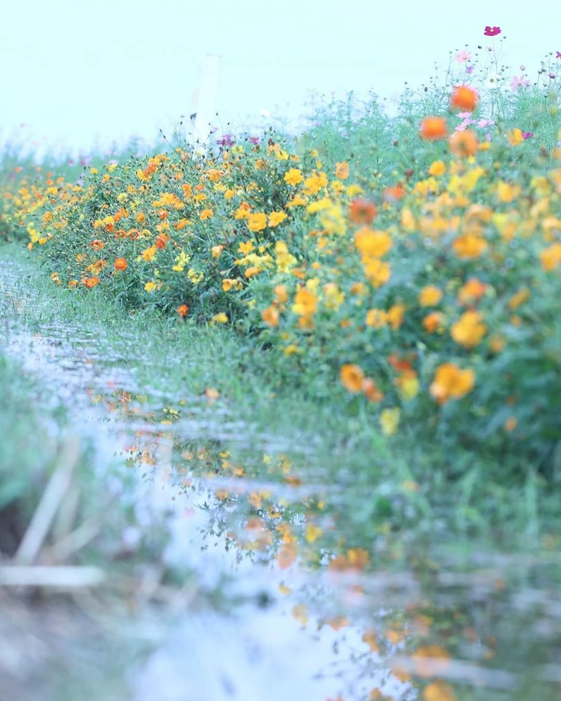 Ngẩn ngơ trước cánh đồng cosmos nở rực ở Nhật Bản