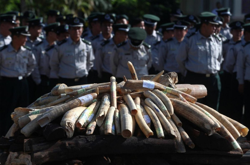 Myanmar tiêu hủy hơn 1,4 tấn sản phẩm từ động vật hoang dã trị giá 1,3 triệu USD