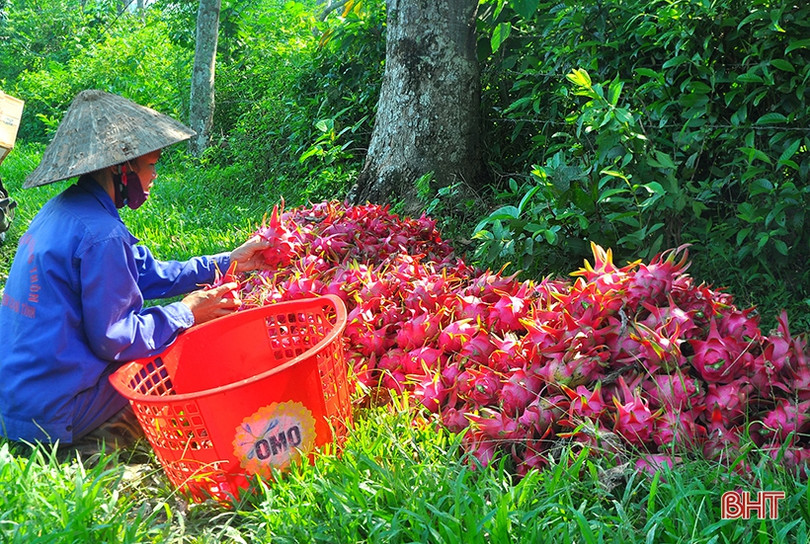Ngắm trại thanh long ruột đỏ “made in Hà Tĩnh” thu nửa tỷ đồng/năm