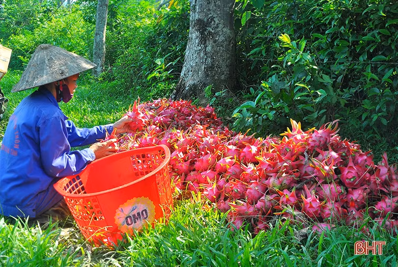 Ngắm trại thanh long ruột đỏ “made in Hà Tĩnh” thu nửa tỷ đồng/năm